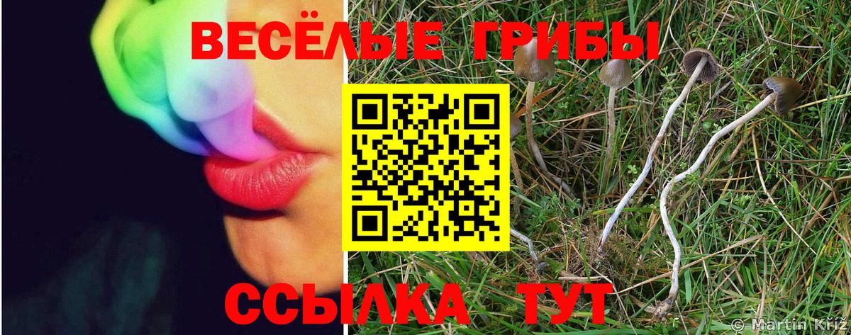 Грозный  Псилоцибиновые грибы прущие грибы  Вход с VPN 