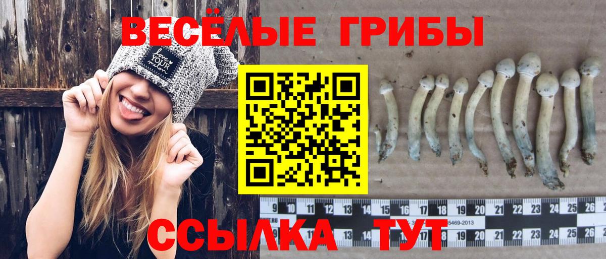 Галлюциногенные грибы Psilocybine cubensis Грозный